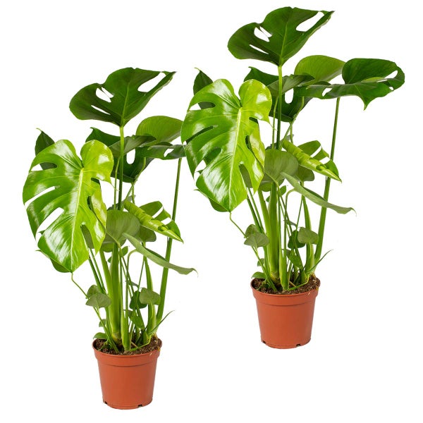 2x Monstera Deliciosa - Lochflanze - Zimmerpflanze - Desodorierend - ⌀17 cm - ↕50-60 cm