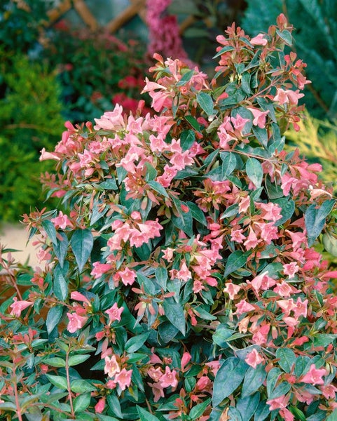 Abelia 'Edward Goucher', rosa Blüten, 40-60 cm