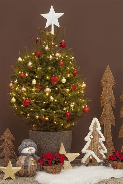 Picea abies, Gemeine Fichte, 60–80 cm