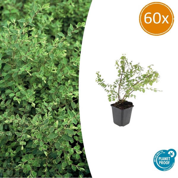 Bodendecker - Niedrige Purpurbeere - Symphoricarpos chenaultii 'Hancock' - 9cm Topf - Set mit 60 Pflanzen
