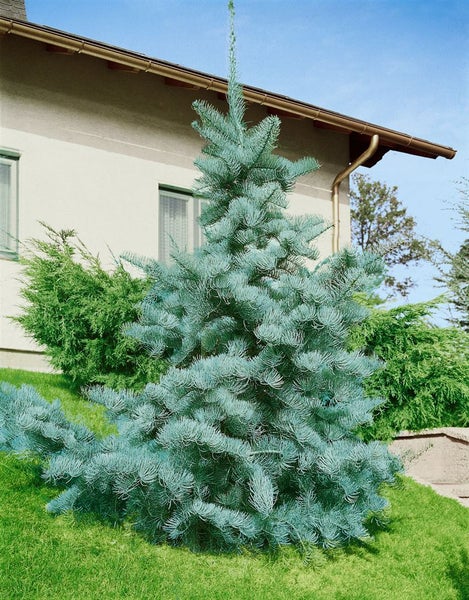 Abies concolor, Weiß-Tanne, 40–60 cm