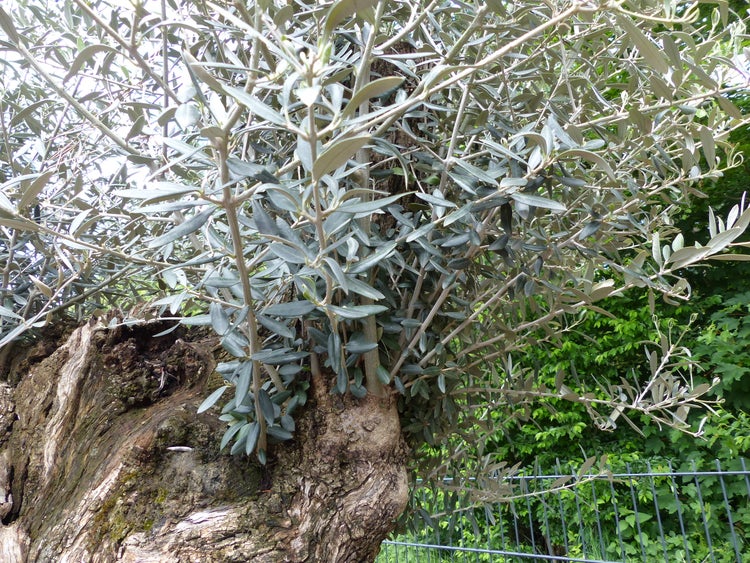 genau dieser Baum L5 Olivenbaum 250 cm, knorrige alte urige Olive winterhart