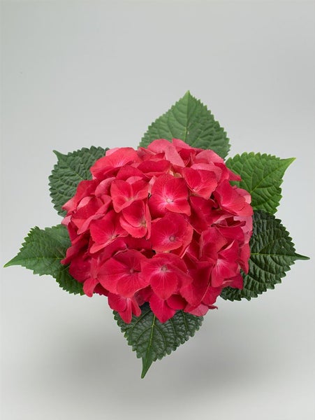 Hydrangea macrophylla 'Alpenglühen', Hortensie, rot, 50–60 cm