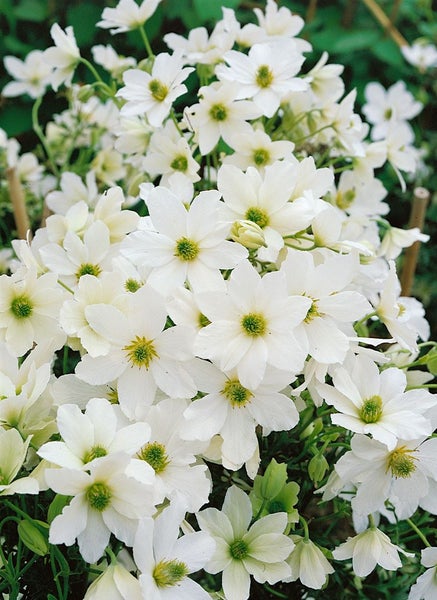 Clematis Hybride 'Early Sensation', immergrün, weiße Blüten, 60–100 cm