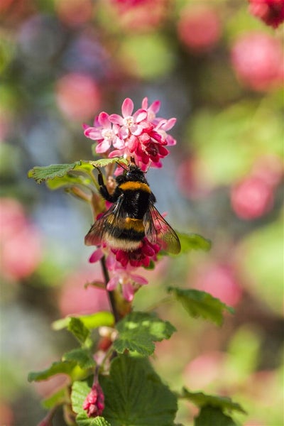 Nahaufnahme einer Hummel auf einer blühenden Pflanze