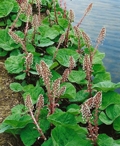 Petasites hybridus, Pestwurz, ca. 9x9 cm Topf, robust