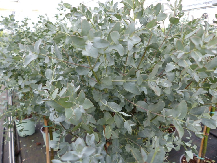 Eucalyptus Gunni Stamm Eukalyptusbaum, 70 - 90 cm, Pflanze winterhart