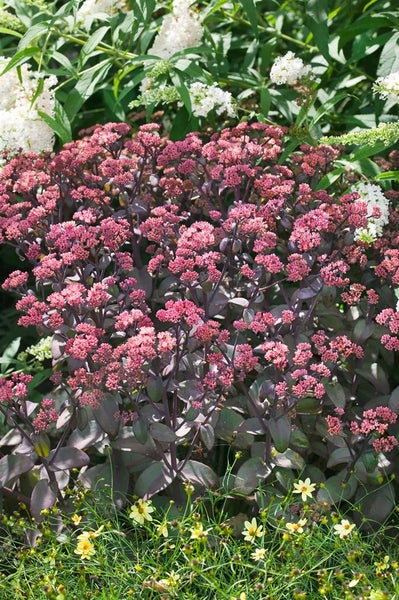 Sedum telephium 'Xenox', Fetthenne, dunkelrot, 2 Liter Container