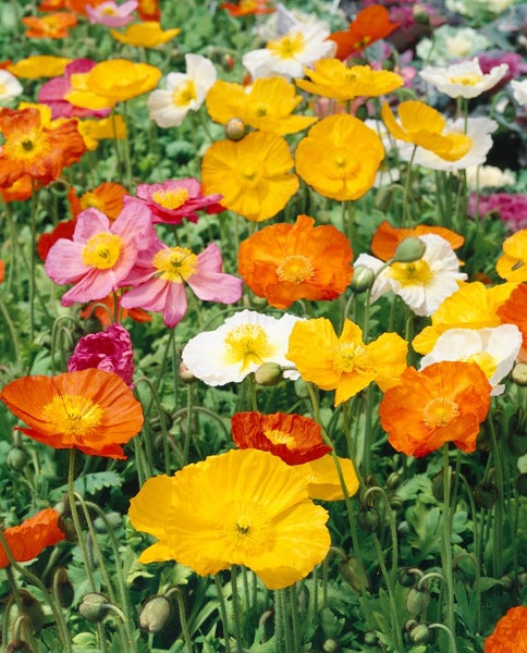 Papaver nudicaule 'Wonderland', Islandmohn, bunt, ca. 9x9 cm Topf