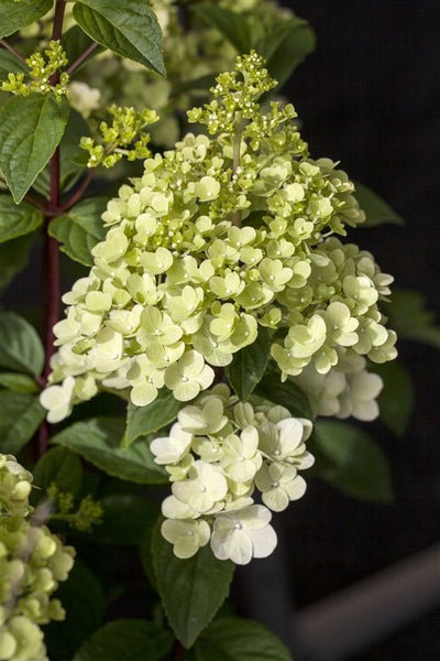 Hydrangea paniculata 'Silver Dollar', Rispenhortensie, weiß, 40–60 cm
