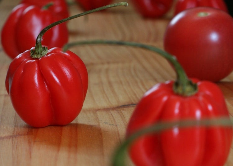 SAFLAX Anzucht Set - Chili - Habanero Antilles Red - Capsicum chinense - 10 Samen - Mit Mini-Gewächshaus, Anzuchtsubstrat und 2 Töpfen