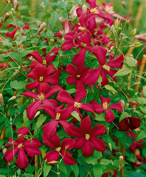 Clematis viticella 'Madame Julia Correvon', dunkelrot, 40–60 cm