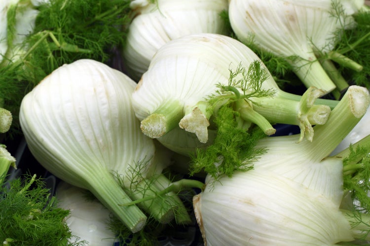 SAFLAX Garden to go - BIO - Knollenfenchel - Foeniculum vulgare var. azoricum - 100 Samen - Mit Topf, Klima - Deckel und Anzuchtsubstrat