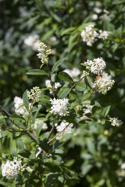 Ligustrum ovalifolium, Ovalblättriger Liguster, 60–80 cm