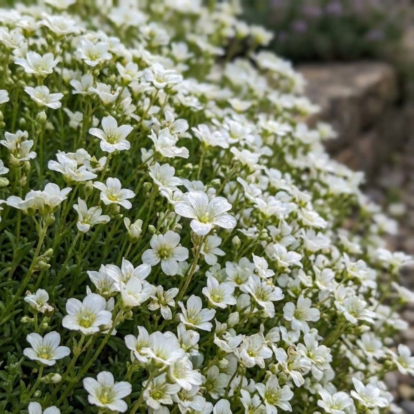Dichter Bewuchs aus kleinen weißen Blüten mit gelber Mitte auf grünen Stielen, geeignet als Bodendecker oder für Steingärten.