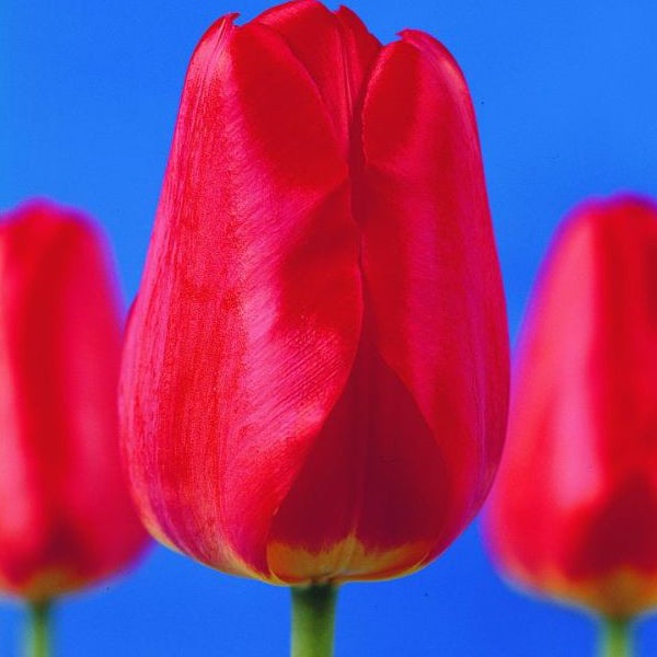 Nahaufnahme einer roten Tulpenblüte