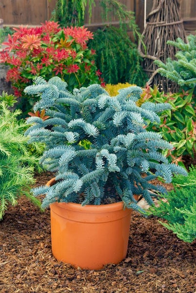 Abies procera 'Glauca', Edeltanne, blaugrün, 20–30 cm