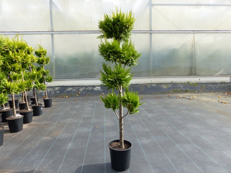 Thuja Formgehölz als Hochstamm in einem Pflanztopf in einer Gärtnerei