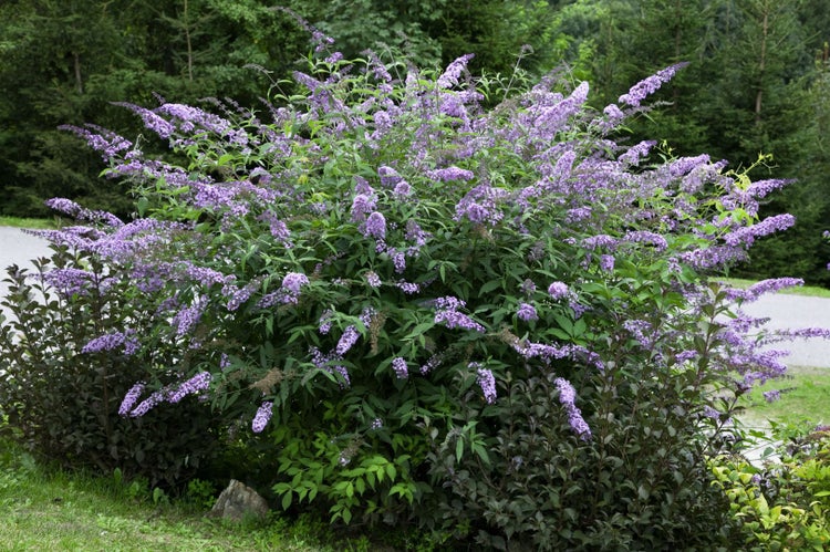 Buddleja davidii 'Cardinal', Schmetterlingsflieder, rot, 40–60 cm
