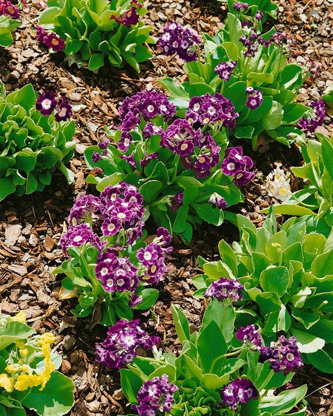 Primula x pubescens, Aurikel, ca. 9x9 cm Topf, mehrfarbig