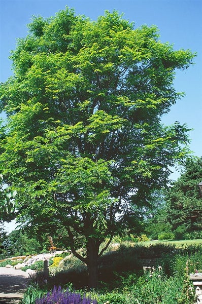Gymnocladus dioicus, Kentucky Coffeetree, 100–125 cm