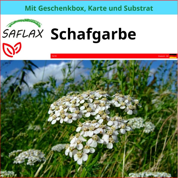 SAFLAX Geschenk Set - Schafgarbe - Achillea millefolium - 200 Samen - Mit Geschenkbox, Versandaufkleber, Geschenkkarte und Anzuchtsubstrat