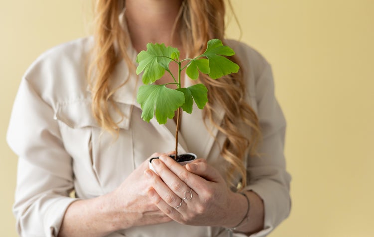 Frau hält Ginkgo Biloba Pflanze im Topf