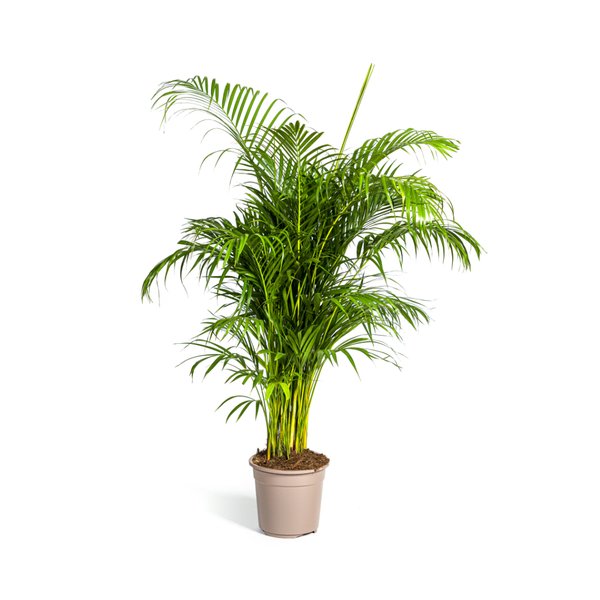 Areca Palme im Topf