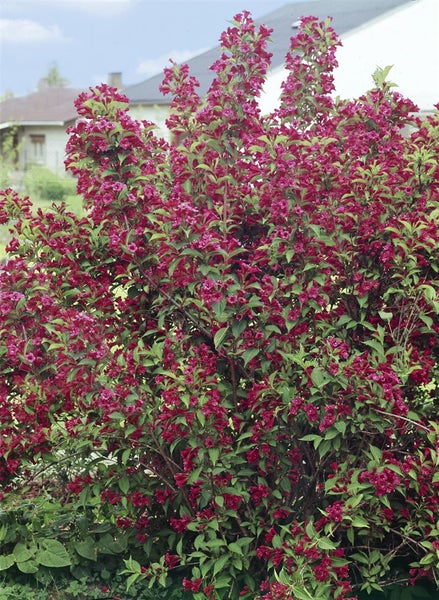 Weigela 'Bristol Ruby', Weigelie, rubinrot, 80–100 cm
