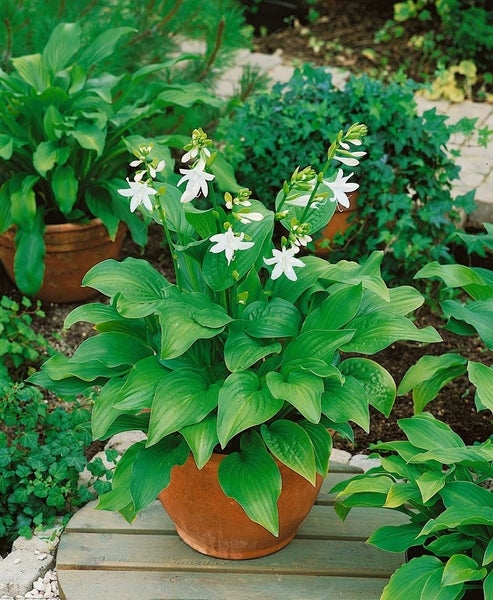 Hosta plantaginea 'Royal Standard', Duftende Funkie, ca. 11x11 cm Topf