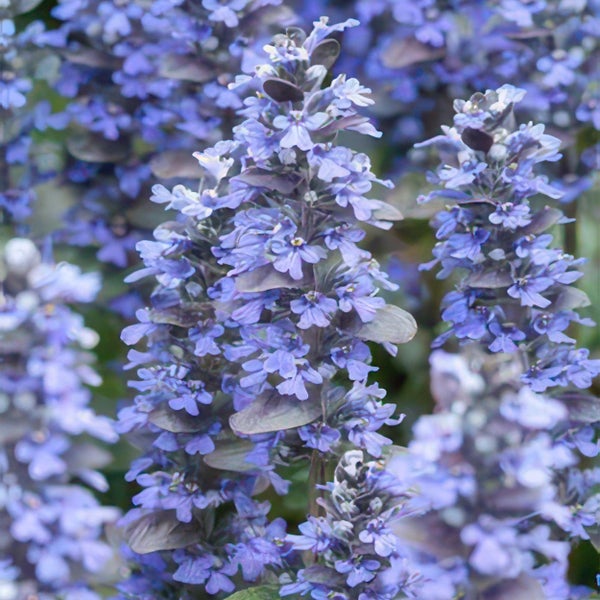 Bodendecker - Kriechender Günsel - Ajuga reptans - 9cm Topf - Set mit 6 Pflanzen