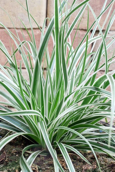 Carex oshimensis 'Everest', Japan-Segge, grün-weiß, ca. 9x9 cm Topf