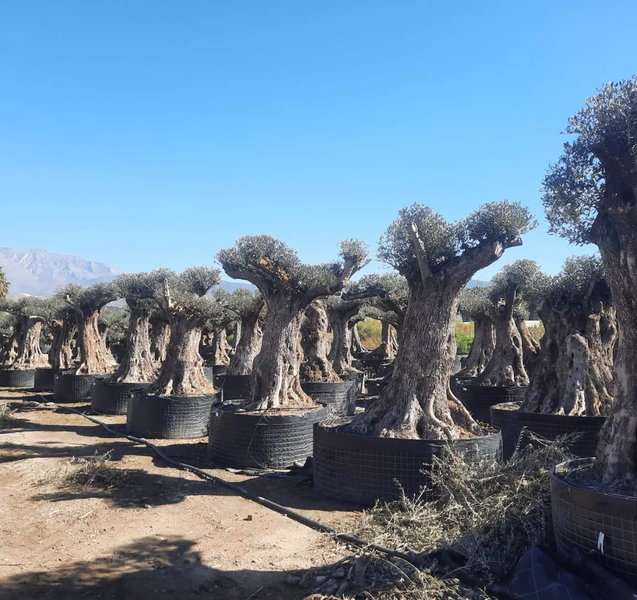 Olivenbaum ca.: 500 Jahre Alter schöner knorriger Stamm Olea Europaea