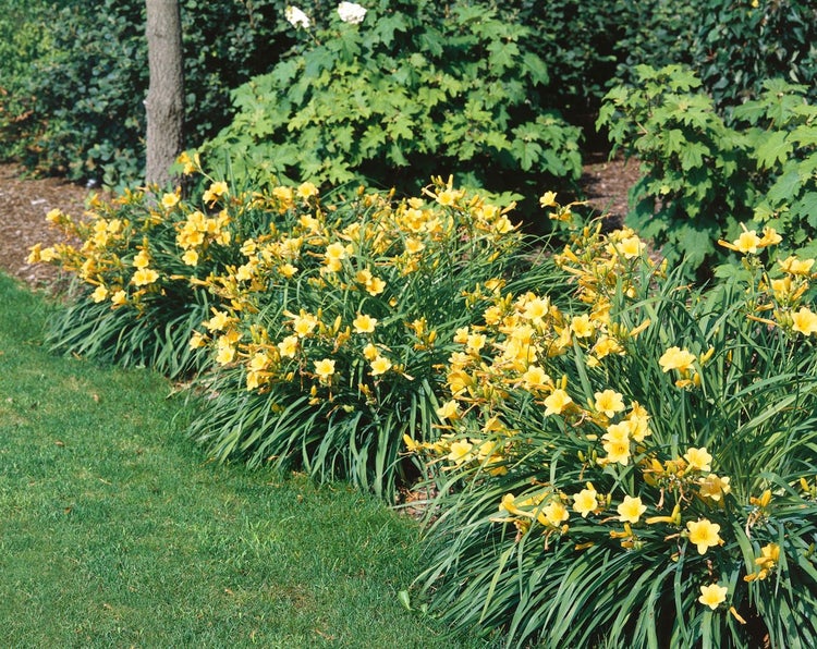 Hemerocallis x cult. 'Stella de Oro', Taglilie, goldgelb, ca. 11x11 cm Topf