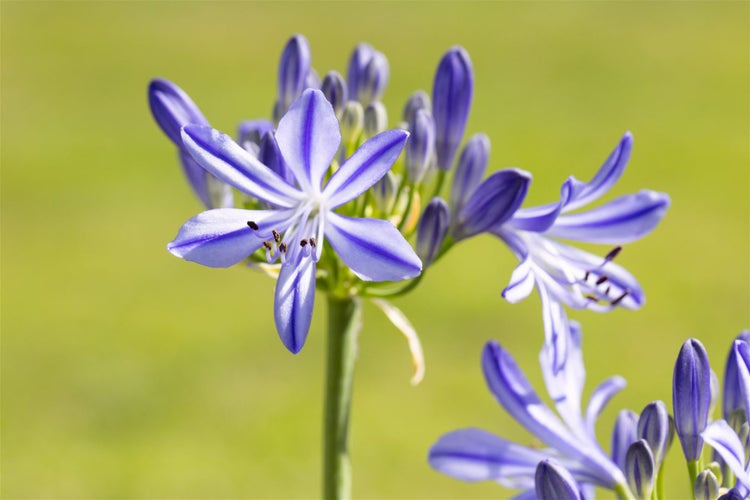 Agapanthus 'Jacaranda', Schmucklilie, blau, 2-3 Liter Container