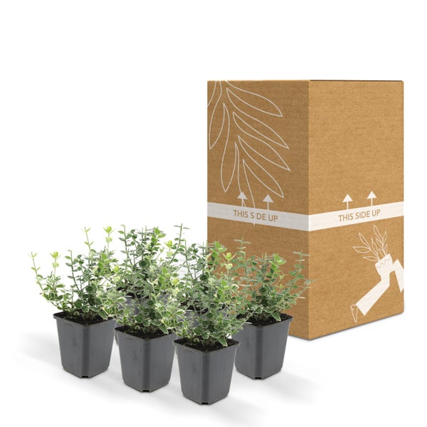 Bodendecker - Kriechspindel - Euonymus fortunei 'Emerald Gaiety' - 9cm Topf - Set mit 6 Pflanzen