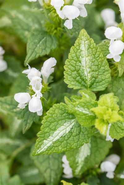 Lamium maculatum 'Album', Silberblatt-Taubnessel, weiß, ca. 9x9 cm Topf