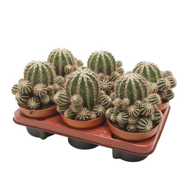 Bauernkaktus - Echinopsis cv. haku-jo maru - 10,5cm Topf - pflegeleichte Zimmerpflanze