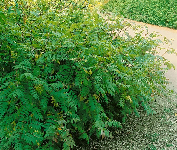 Strauch mit grünen Blättern im Garten.