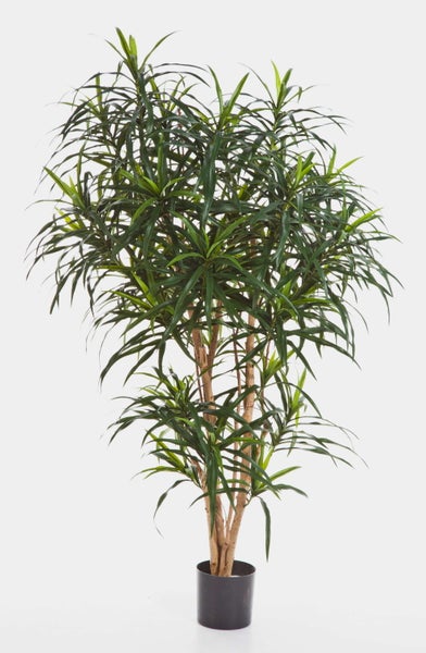 Dracaena reflexa Anita im schwarzen Kunststofftopf, mehrstämmige Zimmerpflanze mit dichten grünen Blättern.
