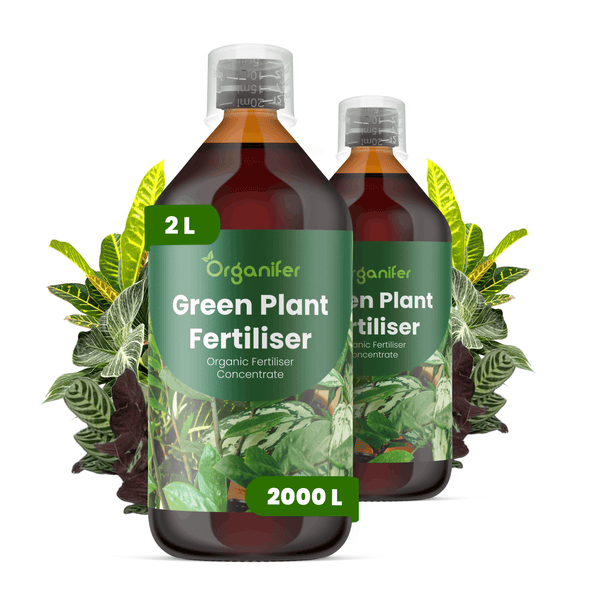 Zwei Flaschen Organifer Green Plant Fertiliser, organisches Düngerkonzentrat, 2 Liter, für Zimmerpflanzen.