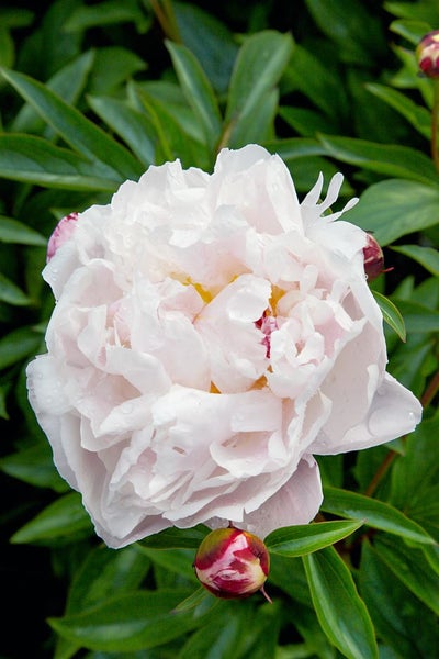 Paeonia lactiflora 'Lady Alexandra Duff', Pfingstrose, rosa, ca. 11x11 cm Topf