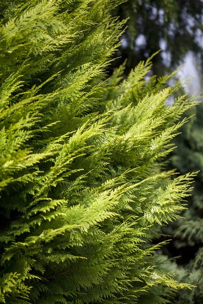 Chamaecyparis lawsoniana 'Ivonne', Gelbe Scheinzypresse, 40–50 cm