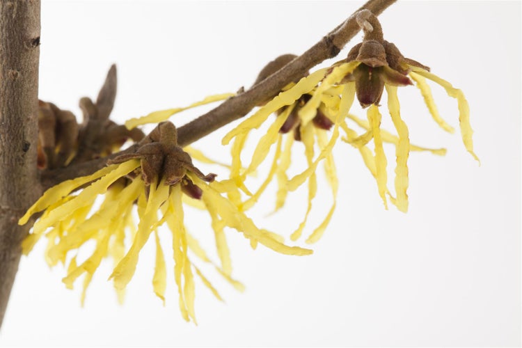 Hamamelis mollis 'Pallida', Chinesische Zaubernuss, gelb, 40–60 cm