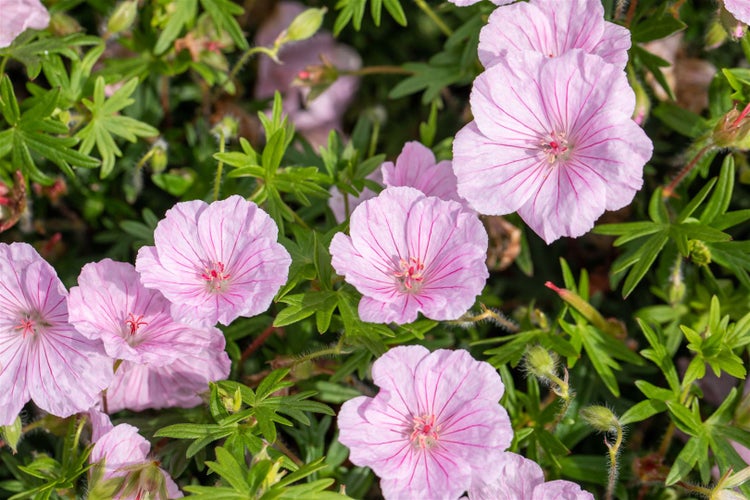 Nahaufnahme von rosa Storchschnabelblüten im Garten