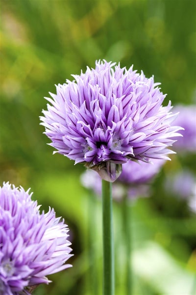 Allium schoenoprasum, Schnittlauch, ca. 9x9 cm Topf