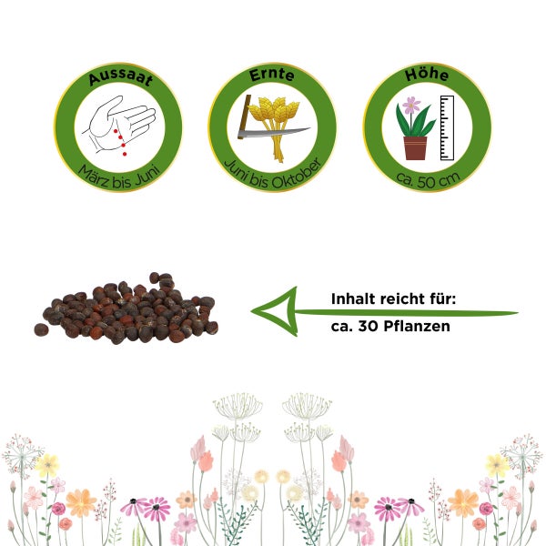 Brokkoli Ramoso Calabrese Samen von Deine Gartenwelt