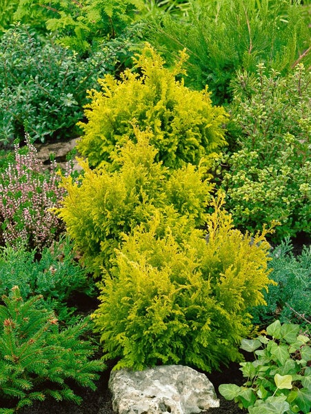 Chamaecyparis pisifera 'Plumosa Flavescens', gelbgrün, 40–50 cm