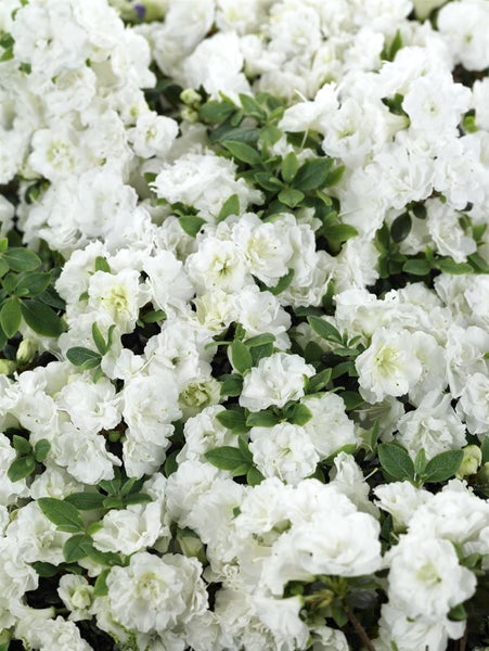 Rhododendron obtusum 'Schneeperle', weiß, 15–20 cm