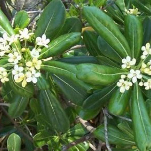 Nahaufnahme einer Pittosporum-Pflanze mit Blättern und Blüten